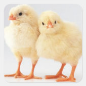 Paaskuikens Stickers (Voorkant)