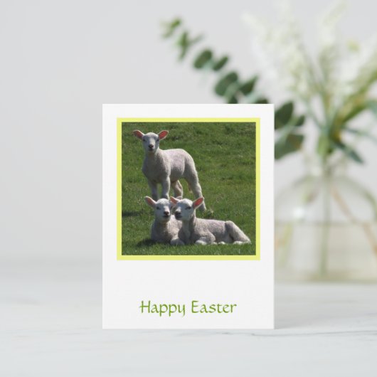 Paaslammeren Briefkaart (Staand voorkant)
