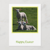 Paaslammeren Briefkaart (Voorkant)
