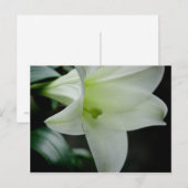 Paaslelie · Briefkaart (Voorkant / Achterkant)