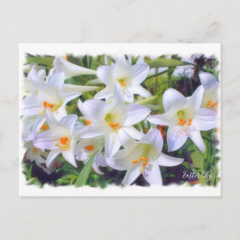 Paaslelie [Briefkaart] ポストカード Briefkaart