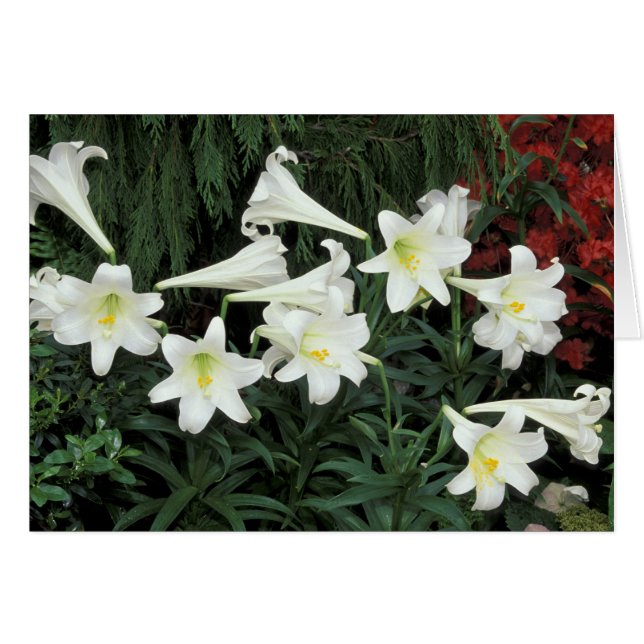 Paaslelie (Lilium regale) (Voorkant Horizontaal)