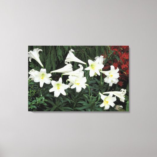 Paaslelie (Lilium regale) Canvas Afdruk (Voorkant)