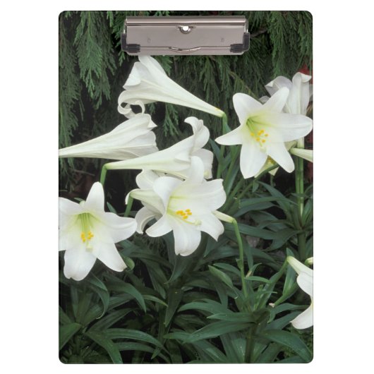 Paaslelie (Lilium regale) Klembord (Voorkant)