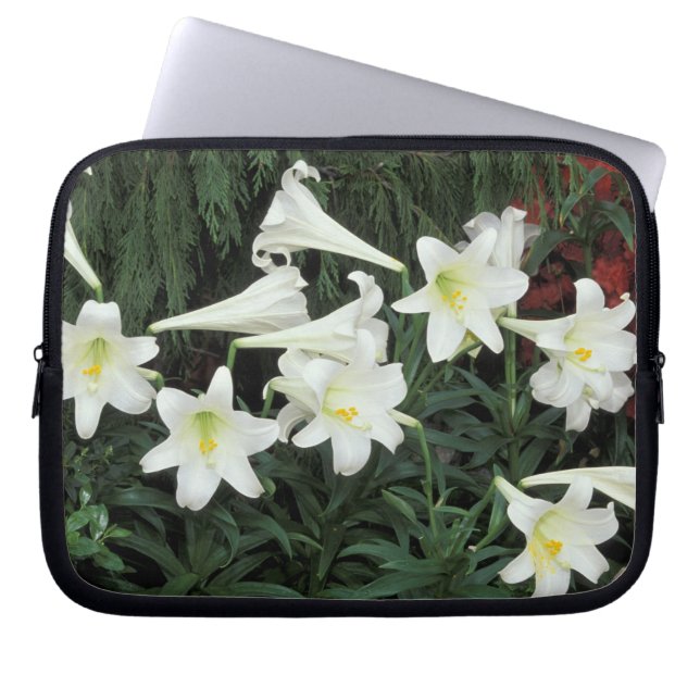 Paaslelie (Lilium regale) Laptop Sleeve (Voorkant)