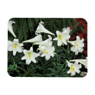 Paaslelie (Lilium regale) Magneet