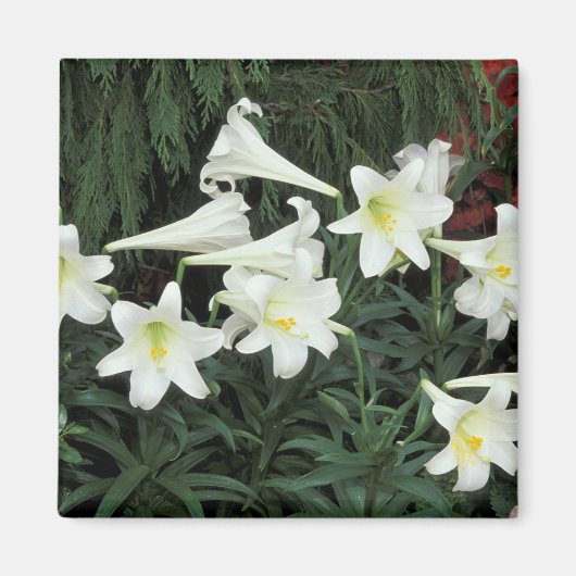 Paaslelie (Lilium regale) Magneet (Voorkant)