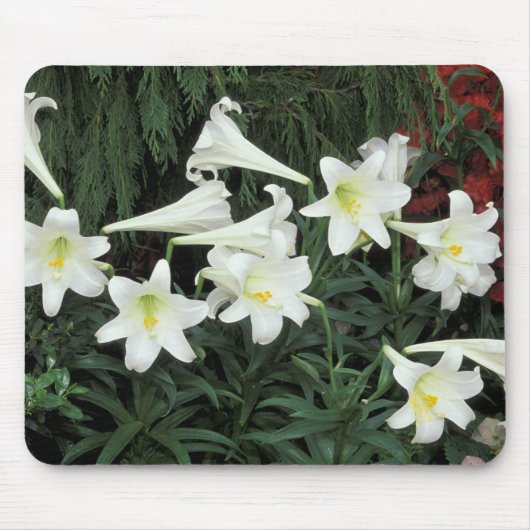 Paaslelie (Lilium regale) Muismat (Voorkant)