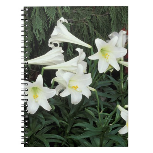 Paaslelie (Lilium regale) Notitieboek (Voorkant)