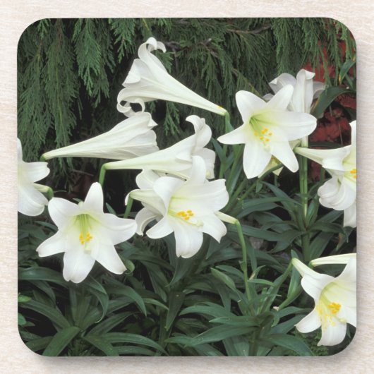 Paaslelie (Lilium regale) Onderzetter (Voorkant)
