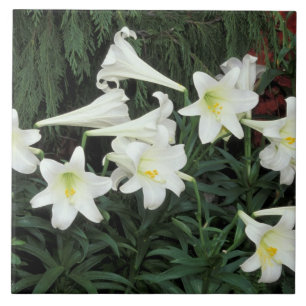 Paaslelie (Lilium regale) Tegeltje