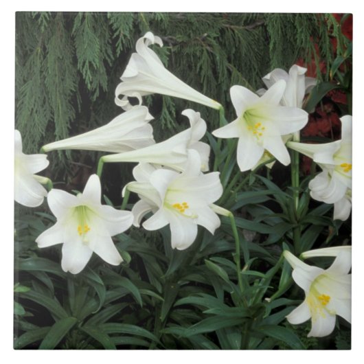 Paaslelie (Lilium regale) Tegeltje (Voorkant)