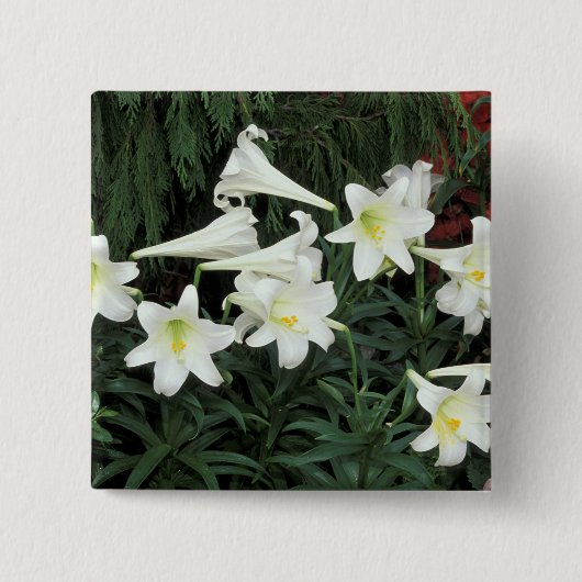 Paaslelie (Lilium regale) Vierkante Button 5,1 Cm (Voorkant)