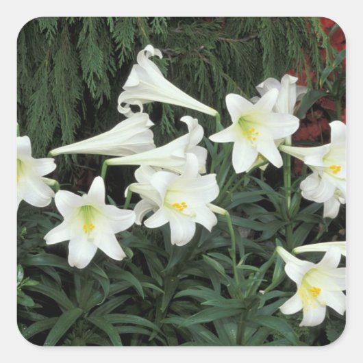 Paaslelie (Lilium regale) Vierkante Sticker (Voorkant)