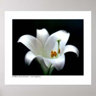 Paasleuf | Lilium longiflorum Poster