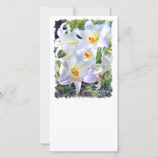 Paaslicht [Flat Guide-kaart] 案 内 状 Aankondiging (Achterkant)