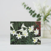 PaasLily (Lilium regale) Feestdagenkaart (Staand voorkant)