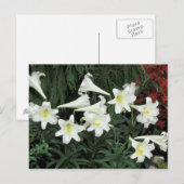 PaasLily (Lilium regale) Feestdagenkaart (Voorkant / Achterkant)