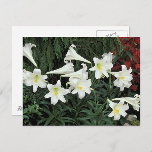 PaasLily (Lilium regale) Feestdagenkaart (Voorkant / Achterkant)