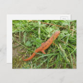 Paassalamander Eft briefkaart (Voorkant / Achterkant)