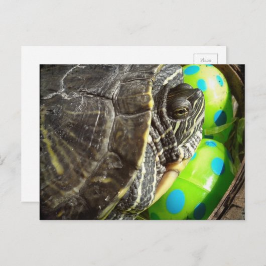 Paasschildpad Feestdagenkaart (Voorkant / Achterkant)