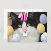 Paaszwart en witkat feestdagenkaart (Voorkant / Achterkant)