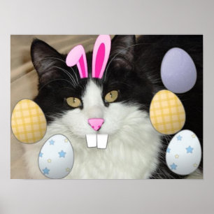 Paaszwart en witkat poster