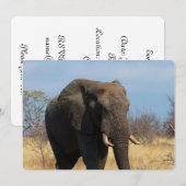 Pachyderm Kaart (Voorkant / Achterkant)