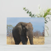 Pachyderm Kaart (Staand voorkant)