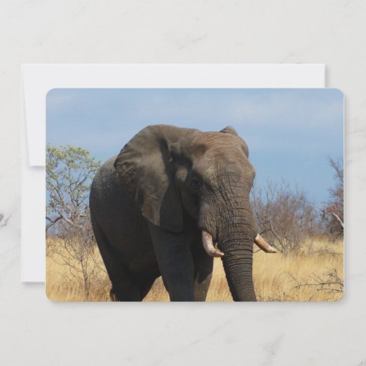 Pachyderm Kaart (Voorkant)