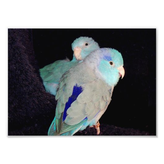 Pacific Blue Parrotlet Tortelduifjes Portret Foto Foto Afdruk (Voorkant)