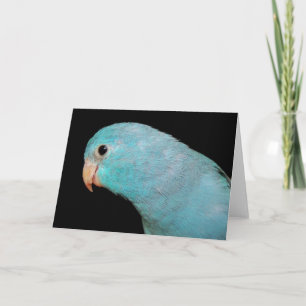 Pacific Blue Parrotlet Vogel Wenskaart foto Kaart