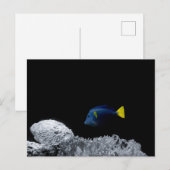 Pacific Blue Tang Briefkaart (Voorkant / Achterkant)