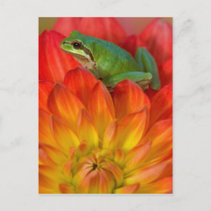 Pacific boomkikker op bloemen briefkaart