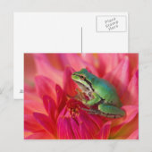 Pacific boomkikker op bloemen in onze tuin briefkaart (Voorkant / Achterkant)