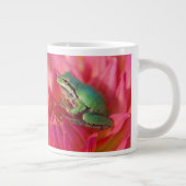 Pacific boomkikker op bloemen in onze tuin grote koffiekop (Rechts)