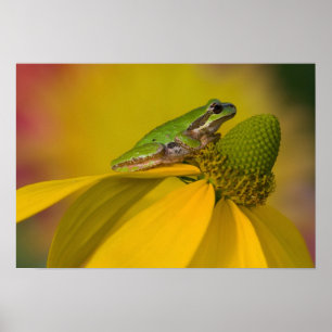 Pacific boomkikker op bloemen in onze tuin poster