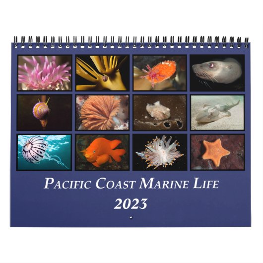 Pacific Coast Marine Life Calendar Kalender (Hoes)