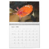 Pacific Coast Marine Life Calendar Kalender (Mar 2026)