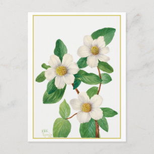 Pacific Dogwood Botanische Illustratie Briefkaart