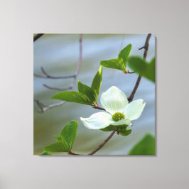 Pacific Dogwood Canvas Afdruk