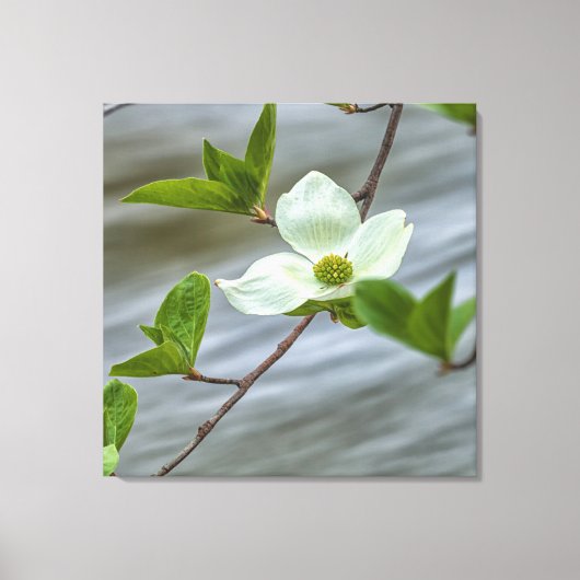 Pacific Dogwood Canvas Afdruk (Voorkant)