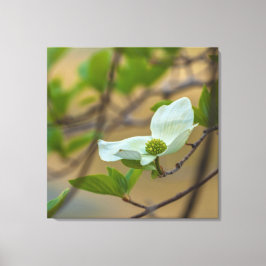 Pacific Dogwood Canvas Afdruk