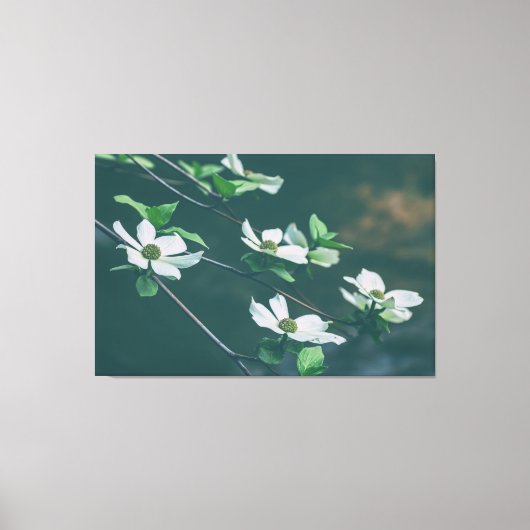Pacific Dogwoods Canvas Afdruk (Voorkant)