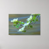 Pacific Dogwoods Canvas Afdruk (Voorkant)