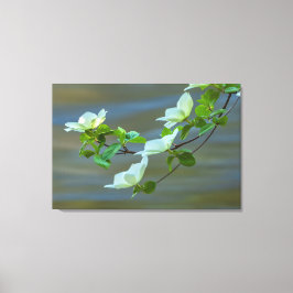 Pacific Dogwoods Canvas Afdruk