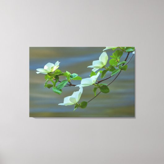Pacific Dogwoods Canvas Afdruk (Voorkant)