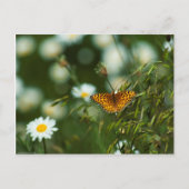 Pacific Fritillary Butterfly Briefkaart (Voorkant)