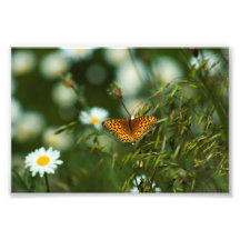 Pacific Fritillary Butterfly