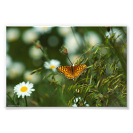 Pacific Fritillary Butterfly Foto Afdruk